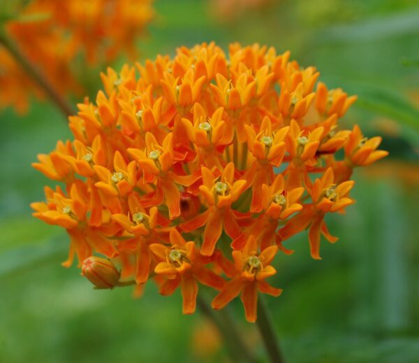 Asclepias tuberosa 3