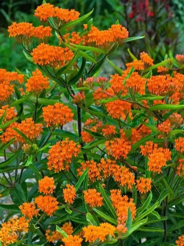 Asclepias tuberosa