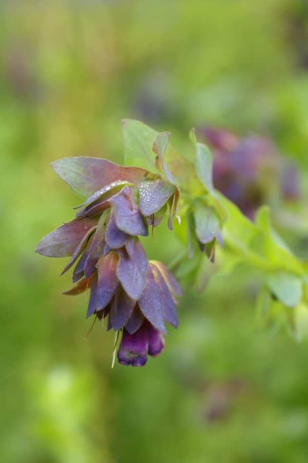 Cerinthe major QIS® Honey Blue - Image 2