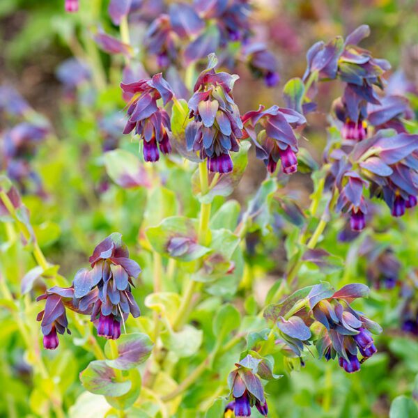 Cerinthe major QIS® Honey Blue