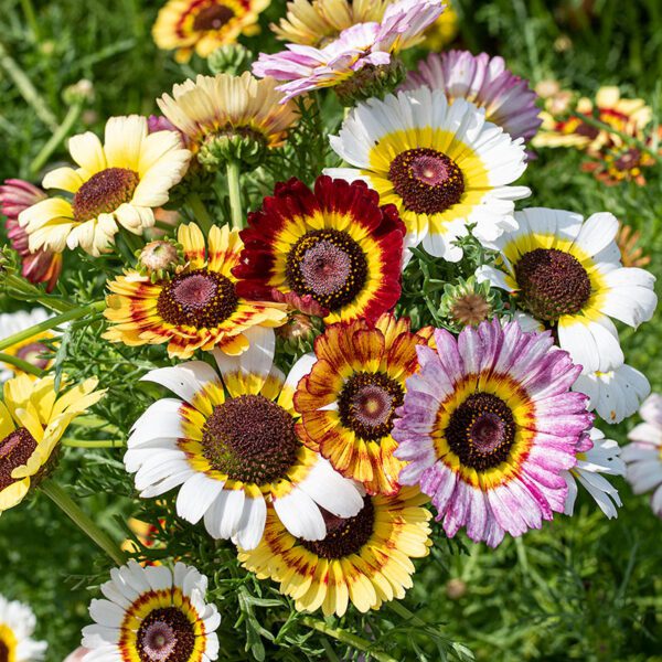 Chrysanthemum carinatum Rainbow mixture 1