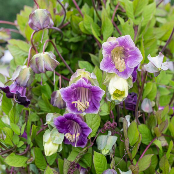 Cobaea scandens 1