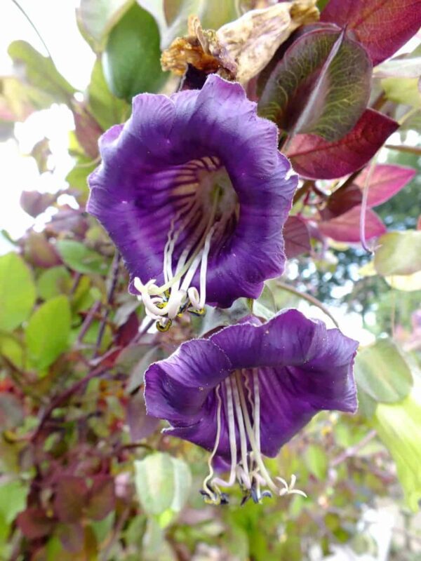 Cobaea scandens 2