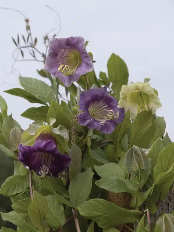 Cobea scandens scaled