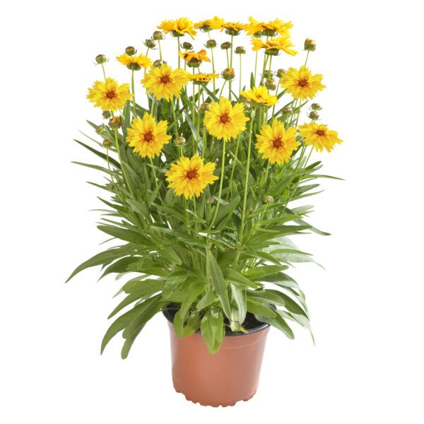 Coreopsis grandiflora Early Sunrise - Image 2