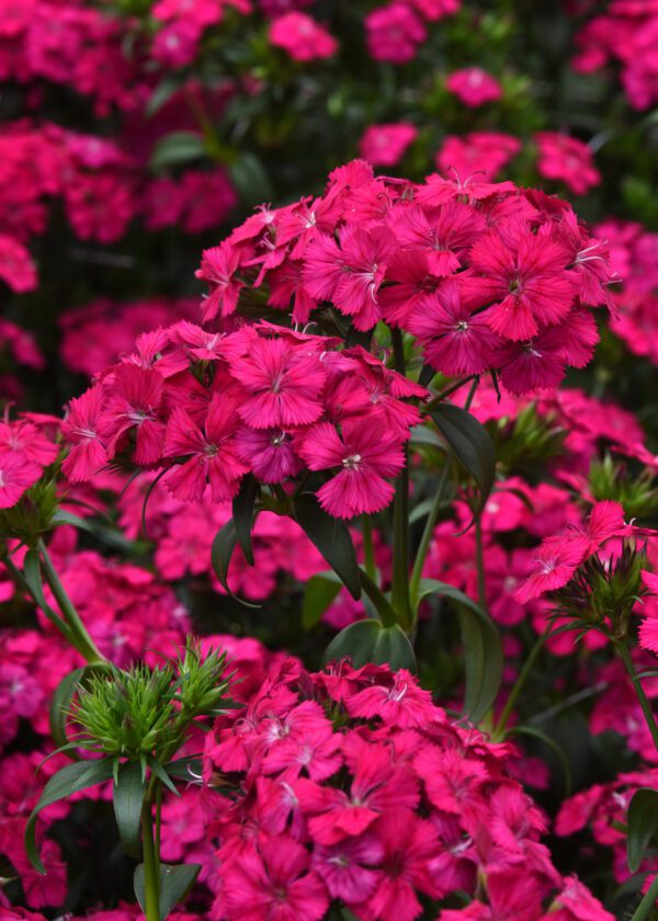 Dianthus barbatus interspec. Amazon™ Neon Cherry - Image 3