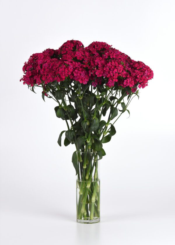 Dianthus barbatus interspec. Amazon™ Neon Cherry