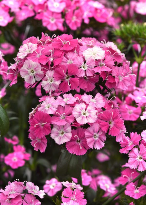 Dianthus barbatus interspec. Amazon™ Rose Magic - Image 2