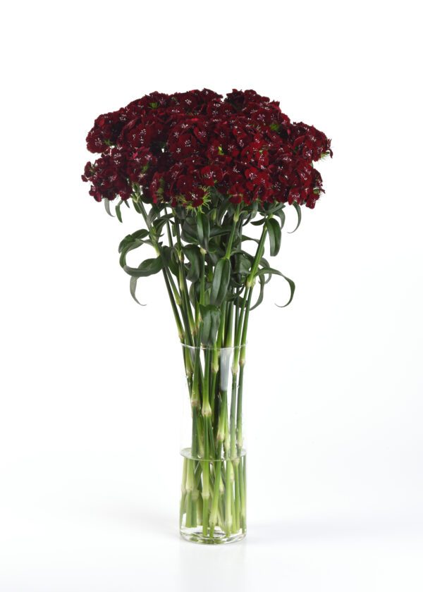 Dianthus barbatus Sweet™ Black Cherry - Image 3