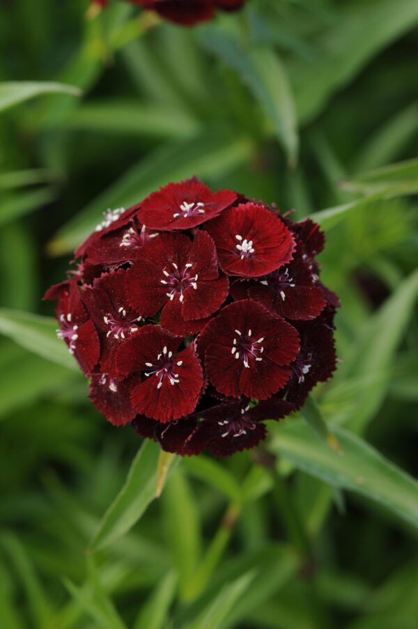 Dianthus barbatus Sweet™ Black Cherry - Image 2