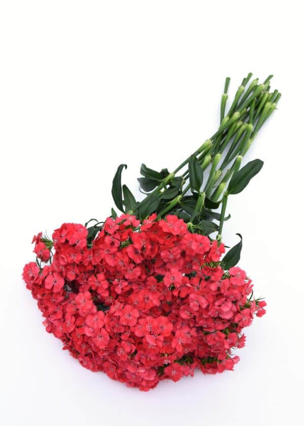 Dianthus barbatus Sweet™ Coral