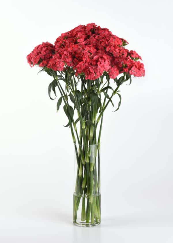 Dianthus barbatus Sweet™ Coral - Image 3