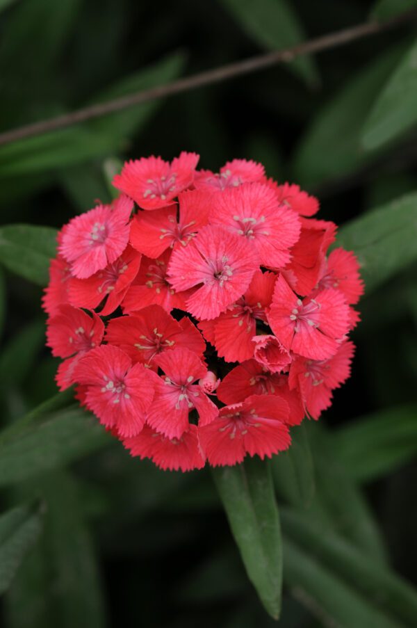 Dianthus barbatus Sweet™ Coral - Image 2