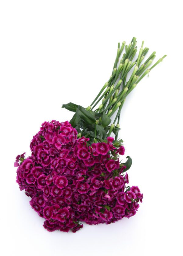 Dianthus barbatus Sweet™ Magenta Bicolor