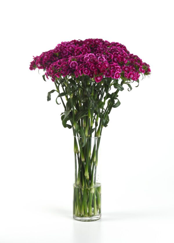 Dianthus barbatus Sweet™ Magenta Bicolor - Image 3