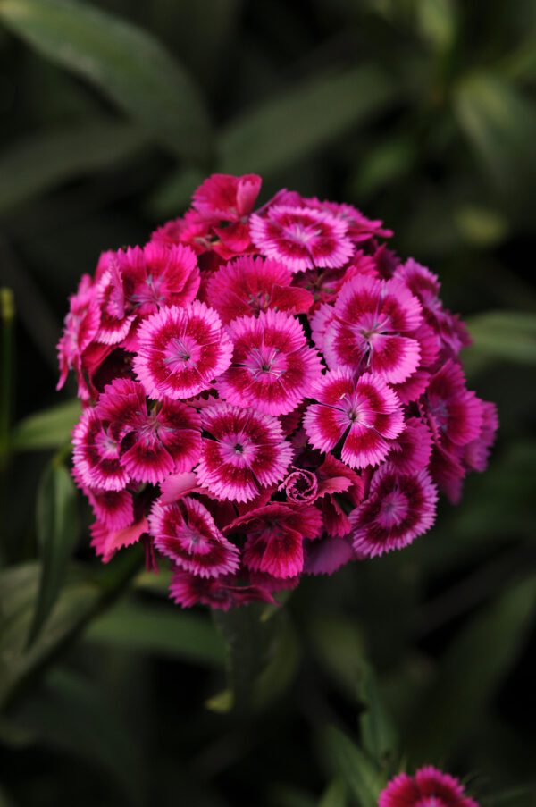 Dianthus barbatus Sweet™ Magenta Bicolor - Image 2