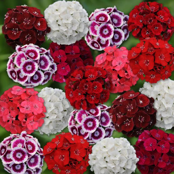 Dianthus barbatus Sweet™ Mixture