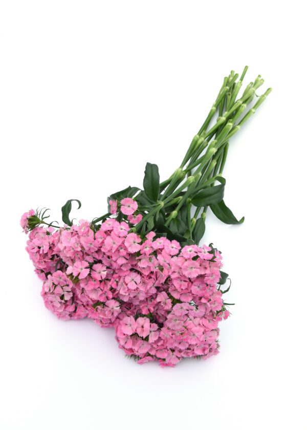 Dianthus barbatus Sweet™ Pink