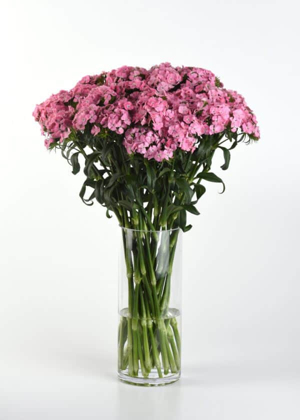 Dianthus barbatus Sweet™ Pink - Image 3