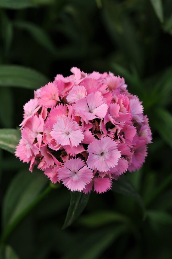 Dianthus barbatus Sweet™ Pink - Image 2