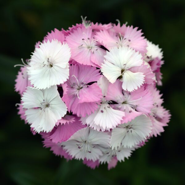 Dianthus barbatus Sweet™ Pink Magic - Image 2