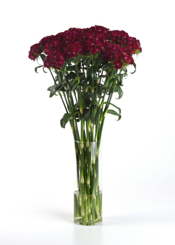 Dianthus barbatus Sweet™ Purple - Image 3