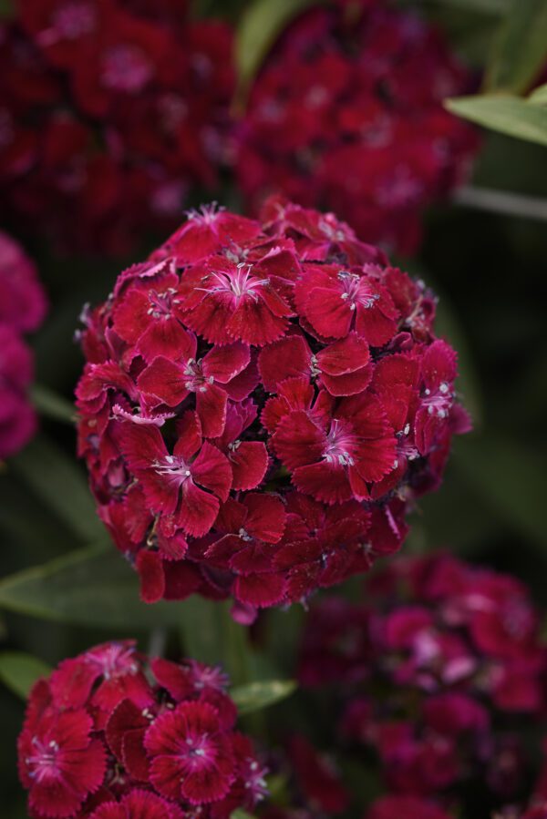 Dianthus barbatus Sweet™ Purple - Image 2