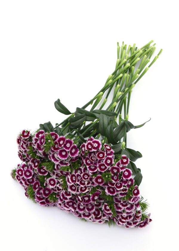 Dianthus barbatus Sweet™ Purple White Bicolor