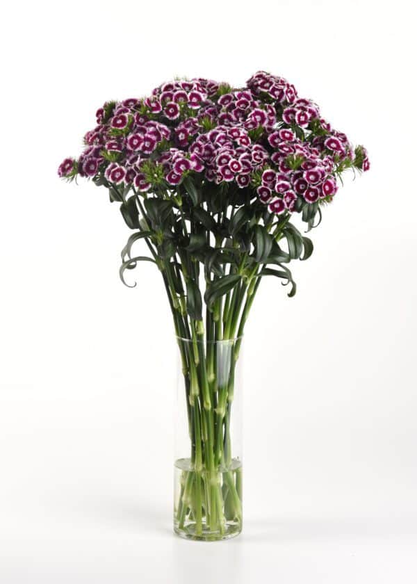 Dianthus barbatus Sweet™ Purple White Bicolor - Image 3