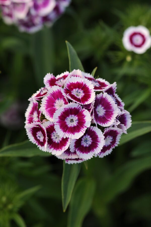 Dianthus barbatus Sweet™ Purple White Bicolor - Image 2