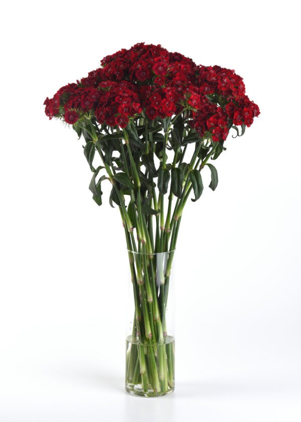 Dianthus barbatus Sweet™ Red - Image 3