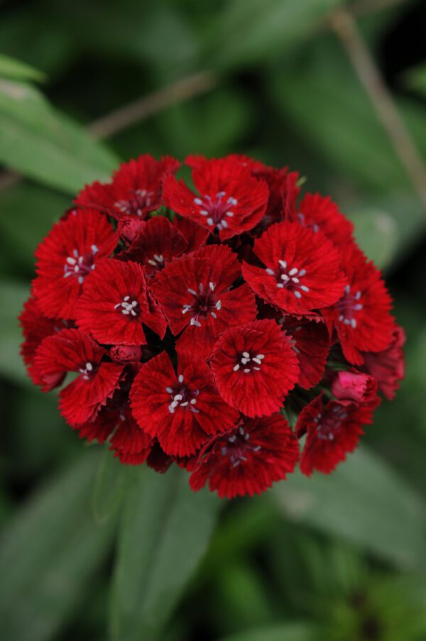 Dianthus barbatus Sweet™ Red - Image 2