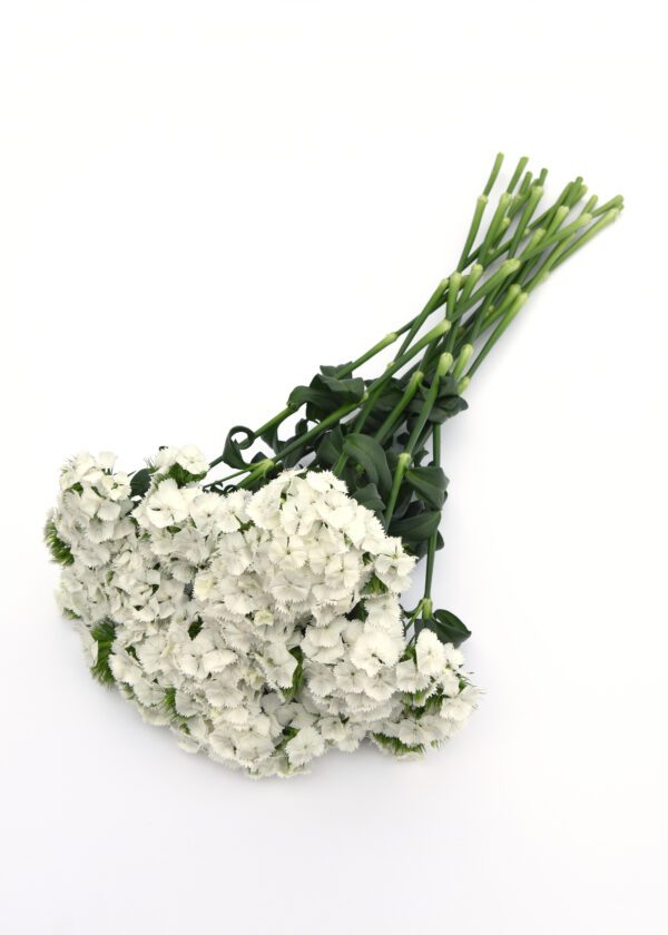 Dianthus barbatus Sweet™ White