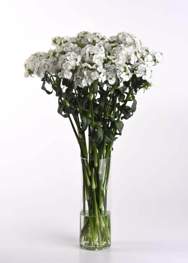 Dianthus barbatus Sweet™ White - Image 3