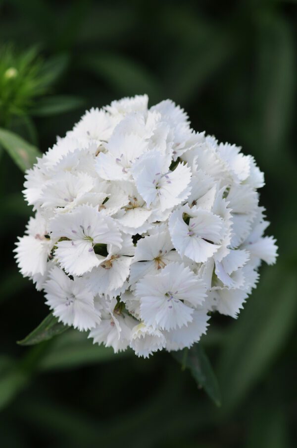 Dianthus barbatus Sweet™ White - Image 2