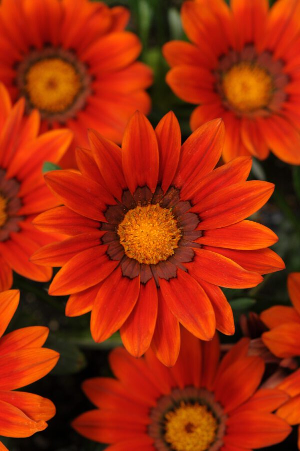 Gazania rigens New Day® Bronze Shades