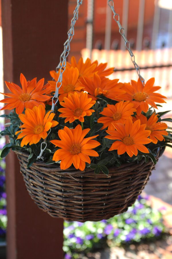 Gazania rigens New Day® Clear Orange - Image 2