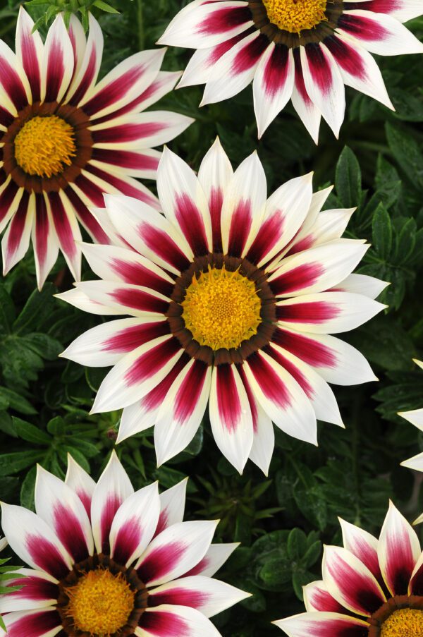 Gazania rigens New Day® Rose Stripe