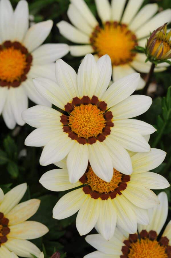 Gazania rigens New Day® White