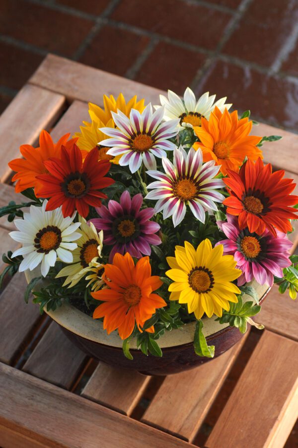 Gazania rigens New Day® mixture - Image 2