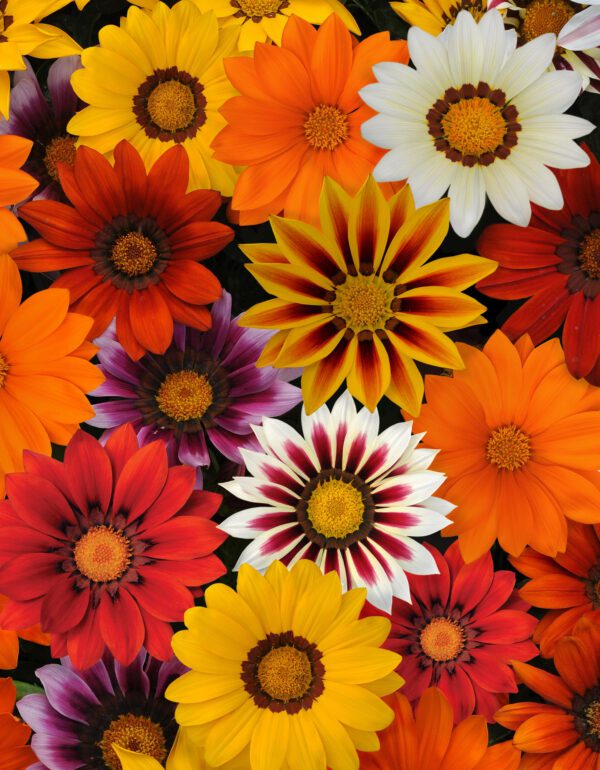 Gazania rigens New Day® mixture