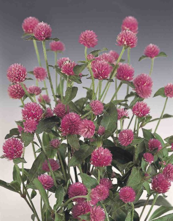 Gomphrena globosa Rose