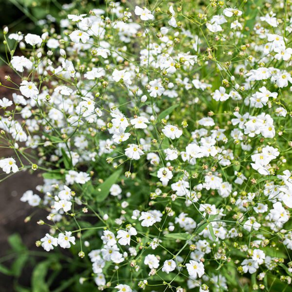 Gypsophila elegans Covent Garden