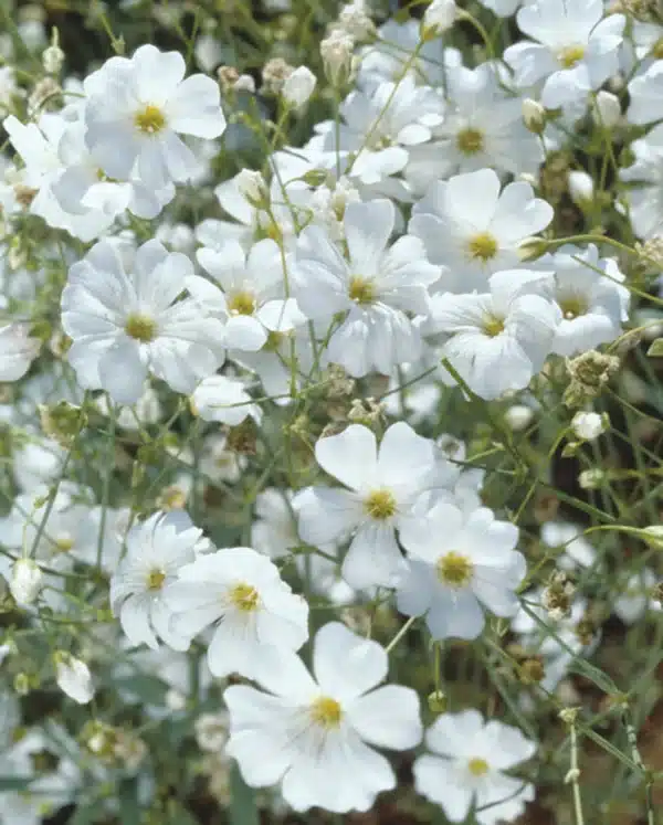 Gypsophila elegans Covent Garden Market