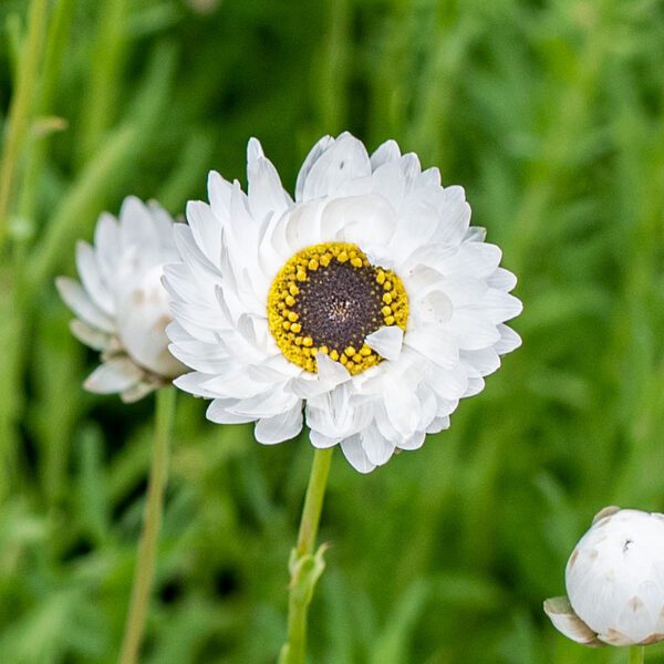 Helipterum roseum Pierrot White - Image 3