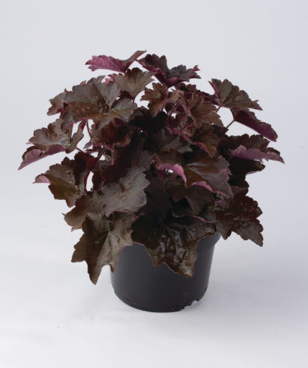 Heuchera micrantha Palace Purple 1 1