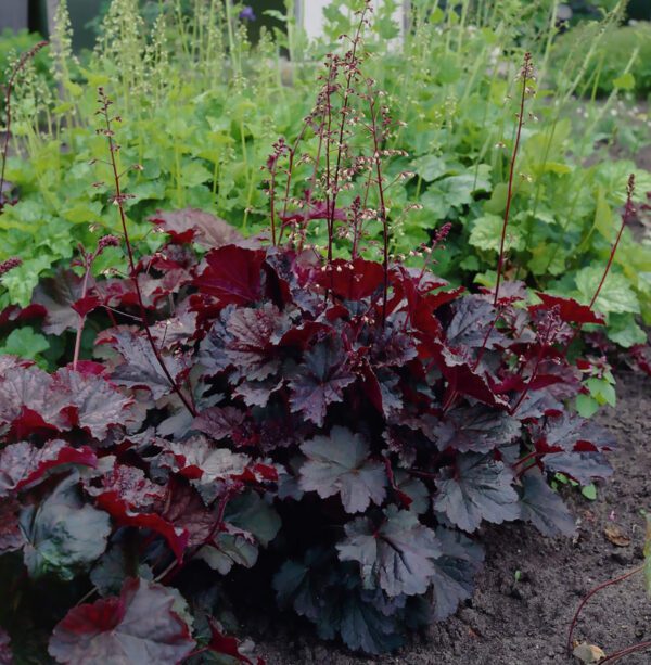 Heuchera micrantha Palace Purple 1