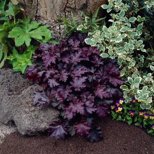 Heuchera micrantha Palace Purple 2