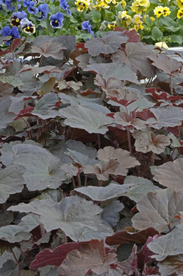 Heuchera micrantha Palace Purple scaled