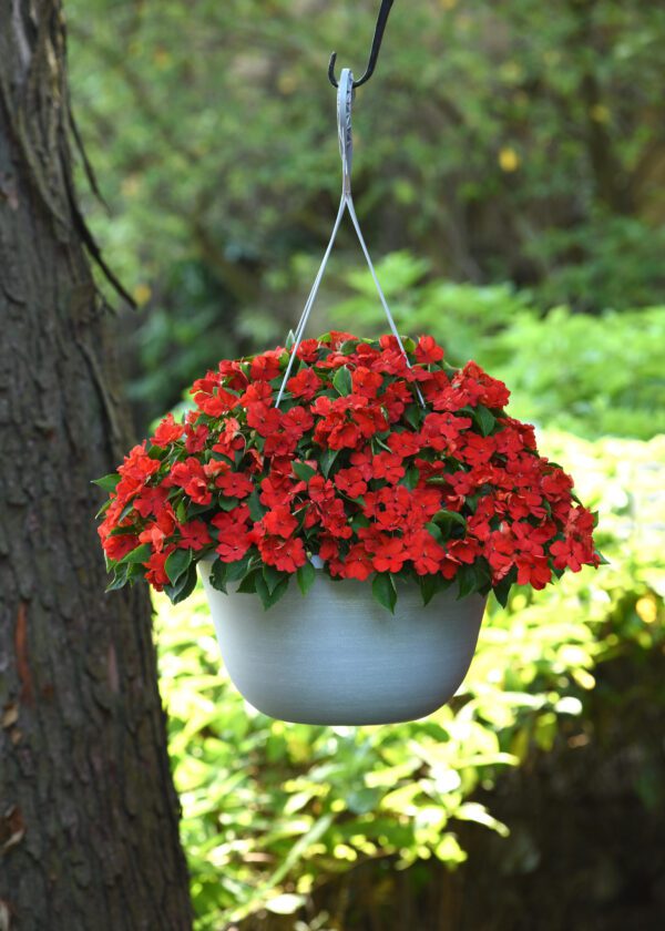 Impatiens walleriana Beacon® Bright Red - Image 4